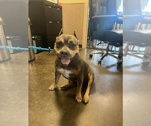Bulldog-Staffordshire Bull Terrier Mix Dogs for adoption in Rockwall, TX, USA