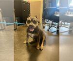 Small Bulldog-Staffordshire Bull Terrier Mix