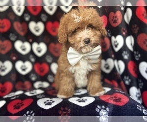 Cavapoo Puppy for sale in LAKELAND, FL, USA