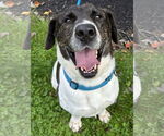 Small #6 Labrador Retriever Mix
