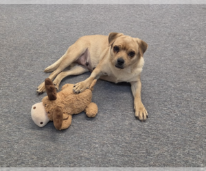 CHICA - Female Chug Dog for Adoption - Photo #2