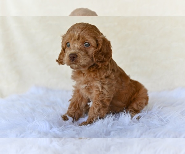 Medium Photo #2 Cock-A-Poo Puppy For Sale in MILLERSBURG, OH, USA