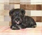 Lucky - Male Schnauzer (Miniature) Puppy for Sale - Photo #3