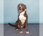 Small #1 American Pit Bull Terrier Mix