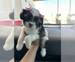 Small Photo #10 Maltipoo Puppy For Sale in ALBUQUERQUE, NM, USA