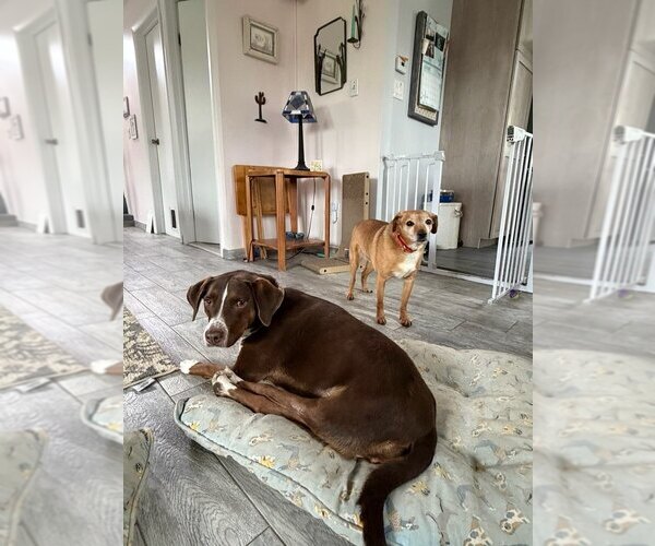 Medium Photo #11 Lab-Pointer Puppy For Sale in Brewster, NY, USA