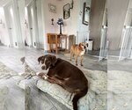 Small #10 Lab-Pointer