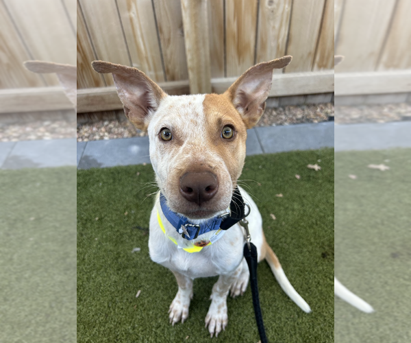 Medium Photo #1 Labrador Retriever-Unknown Mix Puppy For Sale in Aurora, CO, USA