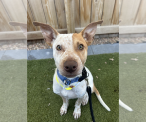 Labrador Retriever-Unknown Mix Dogs for adoption in Aurora, CO, USA