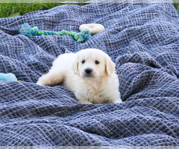 Medium Photo #4 English Cream Golden Retriever Puppy For Sale in SYRACUSE, IN, USA