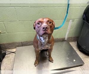 American Staffordshire Terrier-Unknown Mix Dogs for adoption in Grand Prairie, TX, USA