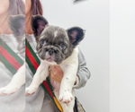 Small #14 French Bulldog
