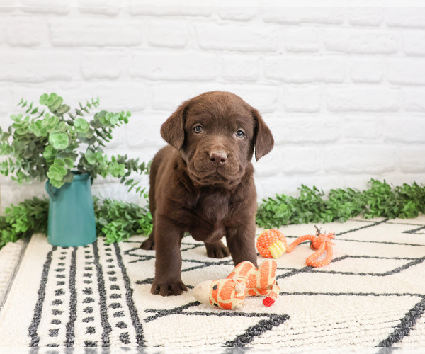 Medium Photo #3 Labrador Retriever Puppy For Sale in SYRACUSE, IN, USA