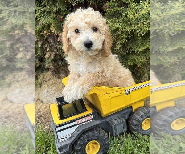 Medium Photo #4 Bichpoo Puppy For Sale in MIDDLEBURY, IN, USA