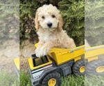 Small #3 Bichpoo