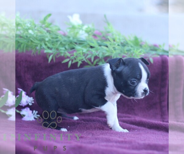 Medium Photo #3 Boston Terrier Puppy For Sale in PORT ROYAL, PA, USA
