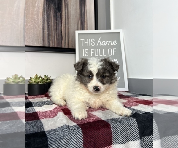 Medium Photo #3 Australian Shepherd-Pomeranian Mix Puppy For Sale in FRANKLIN, IN, USA