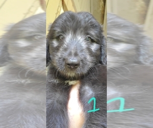 Bordoodle Puppy for Sale in CHAPIN, South Carolina USA