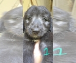 Image preview for Ad Listing. Nickname: Buddys