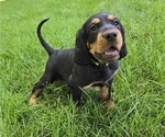 Puppy Puppy 1  Gree Gordon Setter
