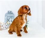 Small Photo #79 Cavalier King Charles Spaniel Puppy For Sale in WAKARUSA, IN, USA