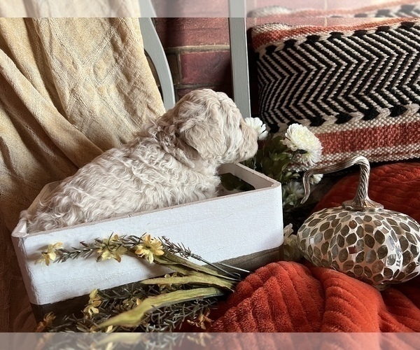 Medium Photo #3 Poodle (Standard) Puppy For Sale in PLYMOUTH, IN, USA