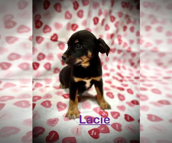 Medium Photo #3 Mutt Puppy For Sale in Mooresville, NC, USA