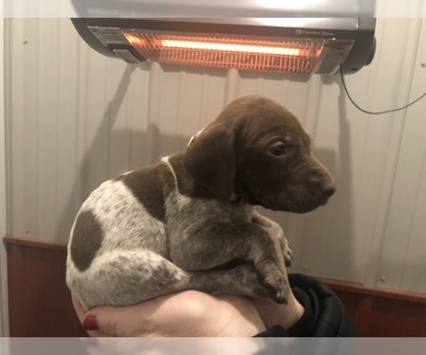 Medium Photo #3 German Shorthaired Pointer Puppy For Sale in PERRY, KS, USA