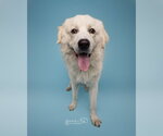 Small #53 Chow Chow-Great Pyrenees Mix