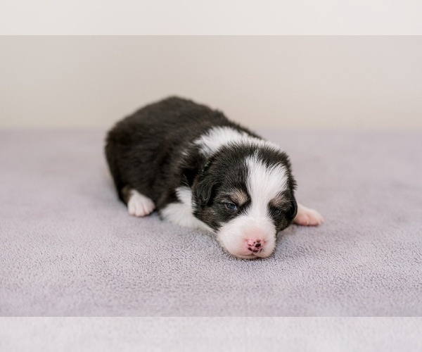 Medium Photo #2 Australian Shepherd Puppy For Sale in LA RUE, OH, USA
