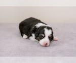 Small Photo #2 Australian Shepherd Puppy For Sale in LA RUE, OH, USA