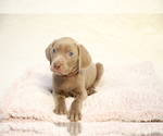 Small #7 Weimaraner