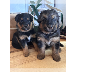 Bernedoodle-German Shepherd Dog Mix Puppy for sale in WOODLAND, WA, USA