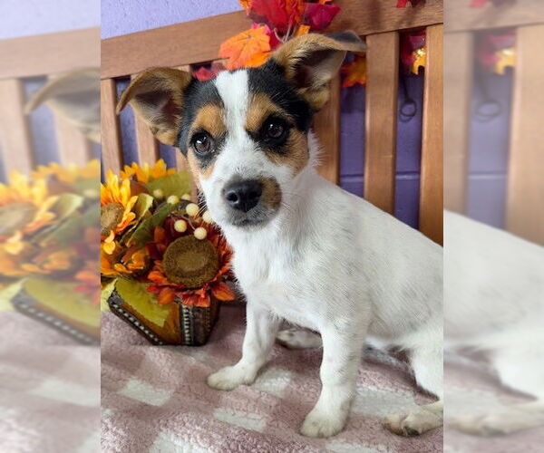 Medium Photo #1 Australian Shepherd-Unknown Mix Puppy For Sale in Genesee, WI, USA