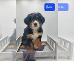 Small Photo #5 Miniature Bernedoodle Puppy For Sale in GOSHEN, IN, USA