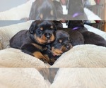 Puppy 4 Rottweiler