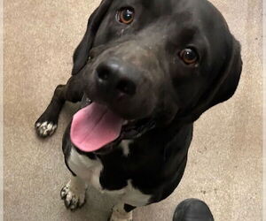 Labrador Retriever Dogs for adoption in HESPERIA, CA, USA