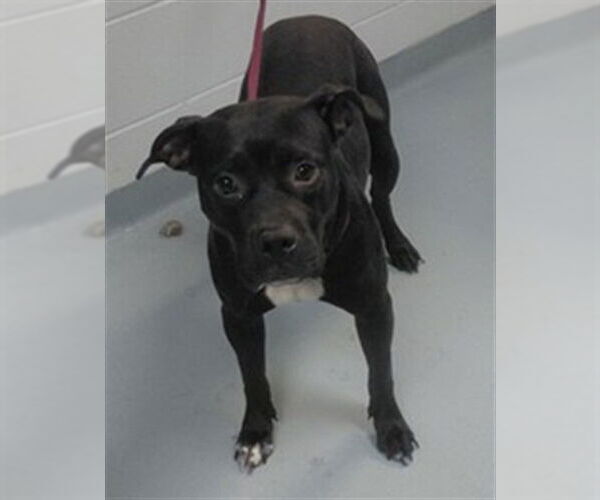 Medium Photo #1 Mutt Puppy For Sale in St. Cloud, FL, USA