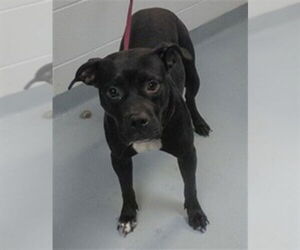 Mutt Dogs for adoption in St. Cloud, FL, USA