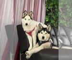 Small Photo #1 Siberian Husky Puppy For Sale in BROOKSVILLE, FL, USA