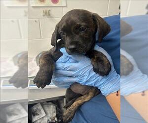 Mastiff Dogs for adoption in San Bernardino, CA, USA