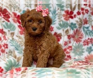 Cavapoo-Poodle (Miniature) Mix Puppy for sale in LAKELAND, FL, USA