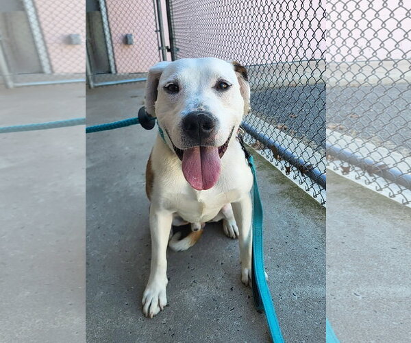 Medium Photo #1 Bulldog-Unknown Mix Puppy For Sale in Manahawkin, NJ, USA