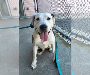 Bulldog-Unknown Mix Dogs for adoption in Manahawkin, NJ, USA