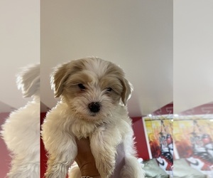 Maltipoo Puppy for sale in DEARBORN HEIGHTS, MI, USA