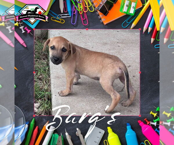 Medium Photo #3 Dachshund-Unknown Mix Puppy For Sale in San Antonio, TX, USA