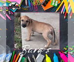 Small #2 Dachshund Mix
