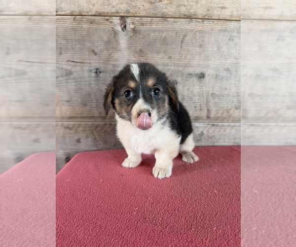 Medium Photo #9 Pembroke Welsh Corgi Puppy For Sale in VERMONTVILLE, MI, USA