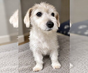 Ella - Female Poodle (Miniature) Dog for Adoption - Photo #3