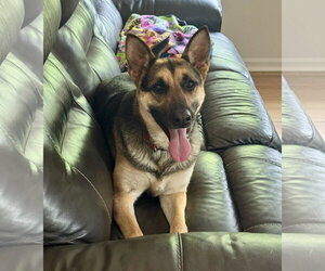 German Shepherd Dog-Unknown Mix Dogs for adoption in Spotsylvania, VA, USA